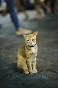 Portrait of cat sitting on footpath