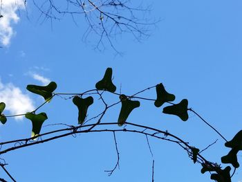 Low angle view of bird perching against clear blue sky
