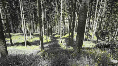 Trees in forest