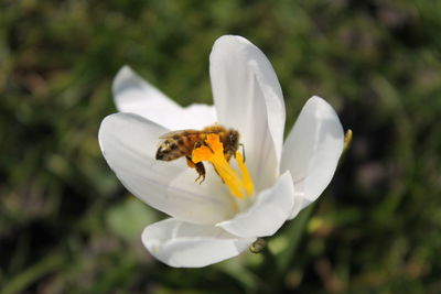 High angle view of bee on white crocus flower