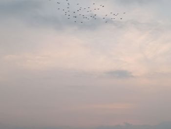 Low angle view of birds flying in sky