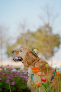 Close-up of a dog looking away