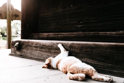 Close-up of cat sleeping