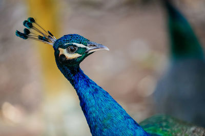 Close-up of a peacock