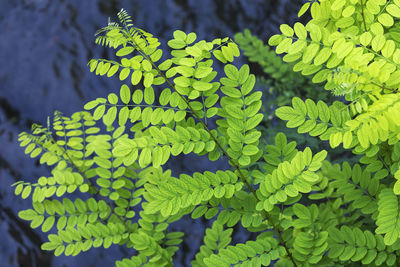 Close-up of fern leaves