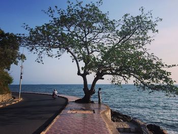 People by tree by sea against sky