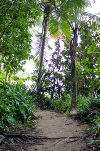 Footpath amidst trees