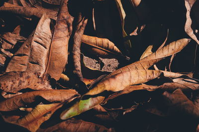 Close-up of leaves