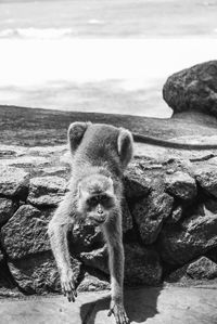 Sheep on rock by sea against sky