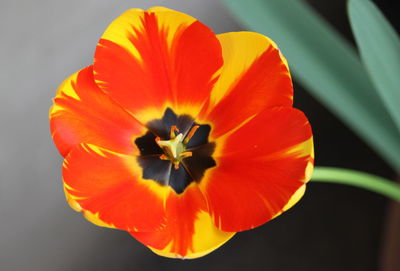 Close-up of orange hibiscus blooming outdoors