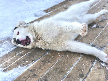 High angle view of dog lying down on wooden floor