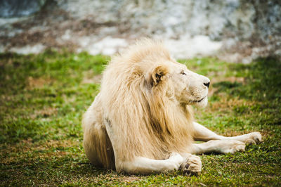 White lion sitting on field