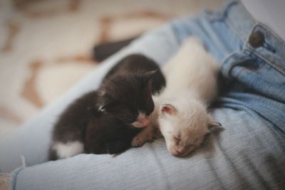 High angle view of kittens relaxing on person lap at home