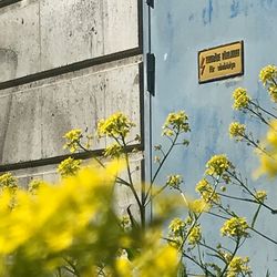 Low angle view of yellow flowering plant against building