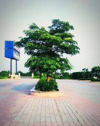 Tree by footpath against sky in city