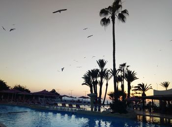 Silhouette birds flying over palm trees against sky