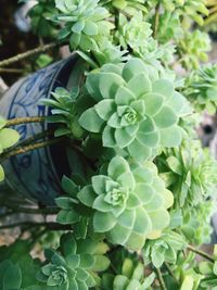 Close-up of fresh green plants