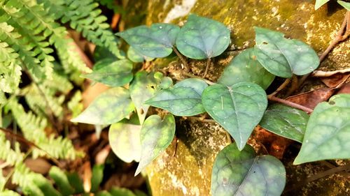 High angle view of plant growing on field