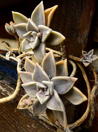 Close-up of white flowers