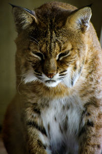 Close-up of a cat with eyes closed