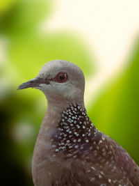 Indian spotted dove