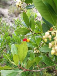 Close-up of ladybug on plant
