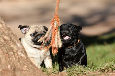 Dog sitting outdoors