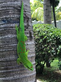 Close-up of lizard on tree trunk