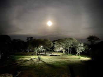 Trees on field against sky at night