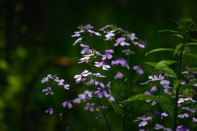 Close-up of purple flowering plants