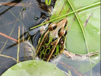 Close-up of frog in water