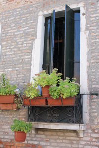 Plants growing on house wall