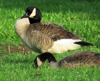 View of a bird on field