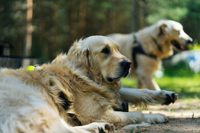 High angle view of golden retriever relaxing outdoors