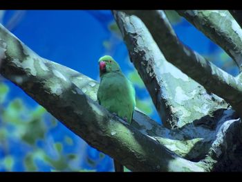 Low angle view of parrot perching on tree against blue sky