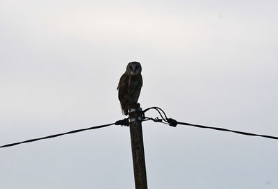 Low angle view of bird perching on pole against clear sky