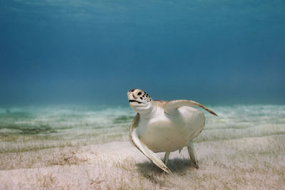 View of crab on beach