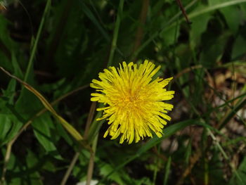 Close-up of yellow flowering plant