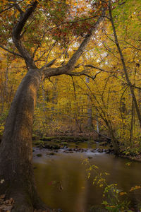 Trees by lake in forest during autumn