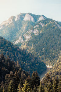 High angle view of pine trees and mountains against sky