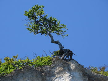 Low angle view of tree against sky