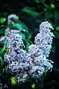 Close-up of purple hydrangea flowers