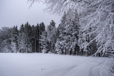 Snow covered pine trees in forest