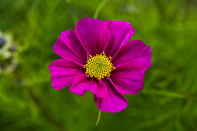 Close-up of pink flower blooming outdoors