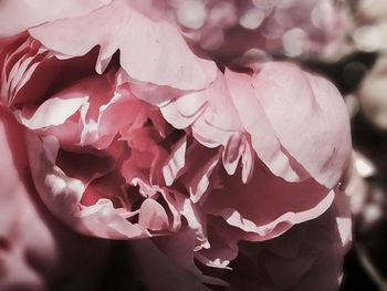 Close-up of pink rose