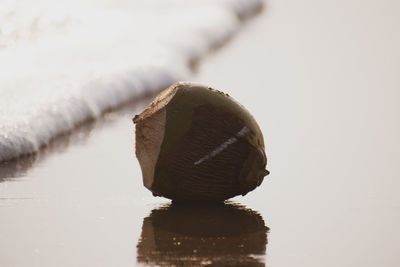 Vintage picture of coconut and on tropical beach .