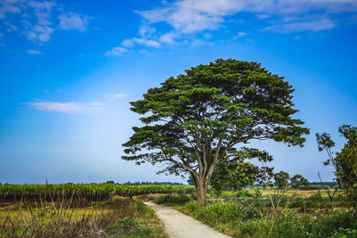 Tree on field by road against sky