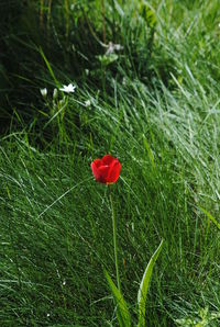 Close-up of red poppy blooming in field