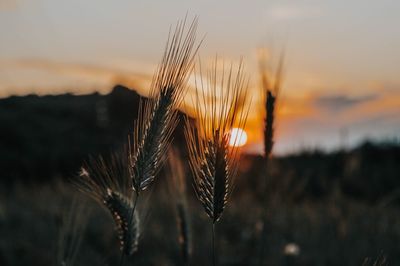 Close-up of wheat growing on field against sky during sunset