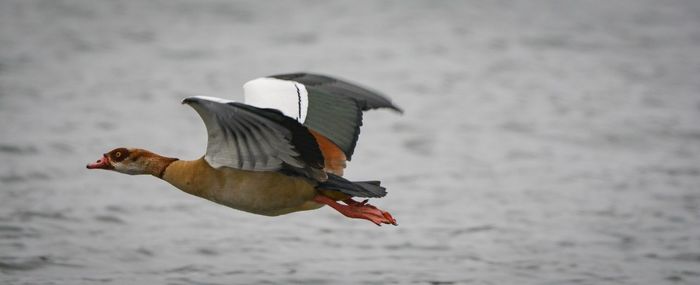 Bird flying over sea